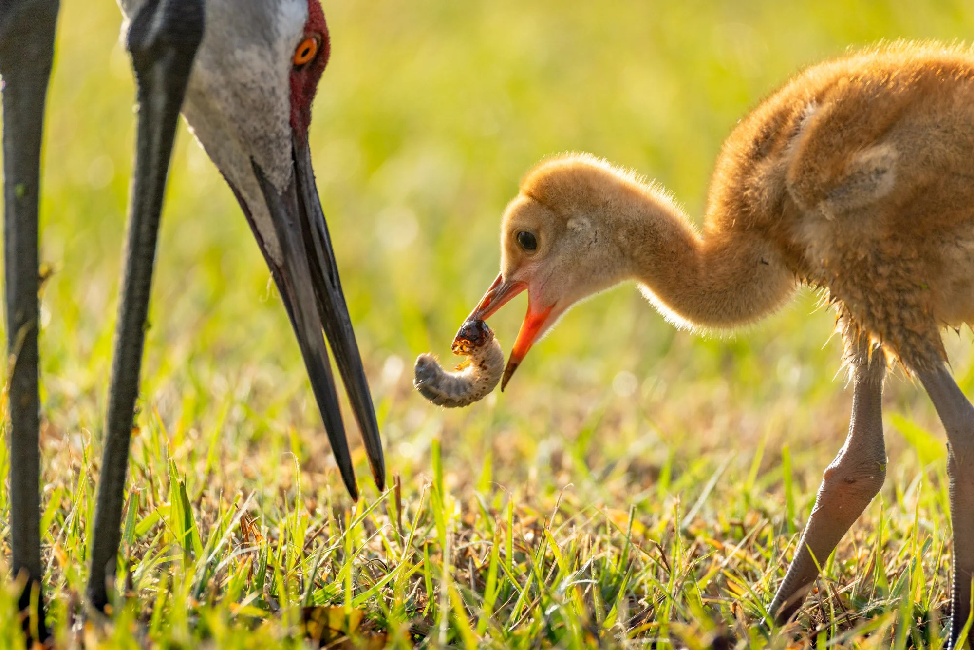 sandhill-crane-parent-feeding-grub-to-colt.jpg