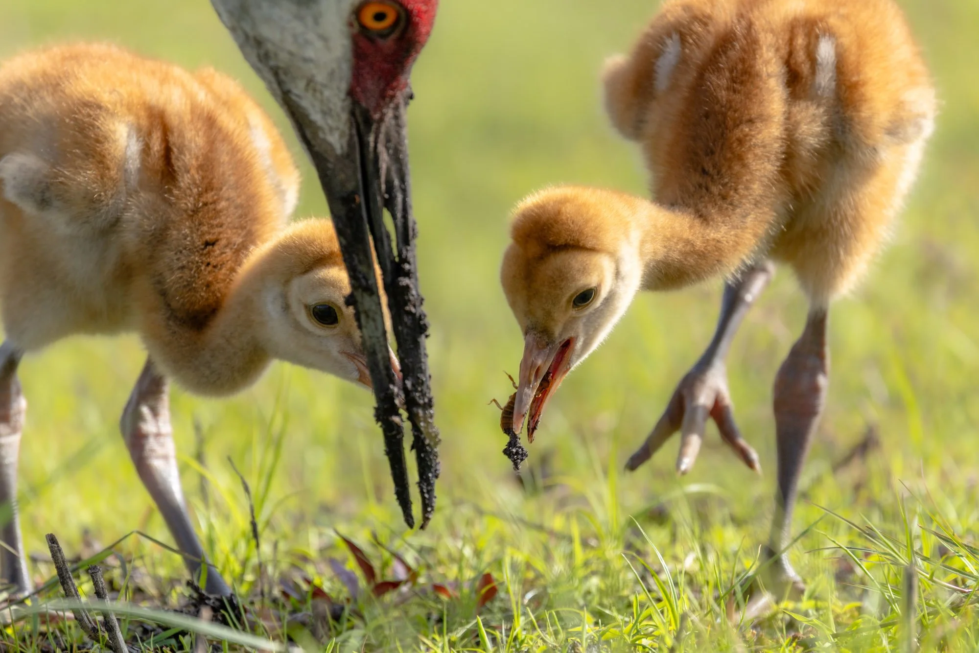 two-sandhill-crane-colts-feeding-close-up.jpg