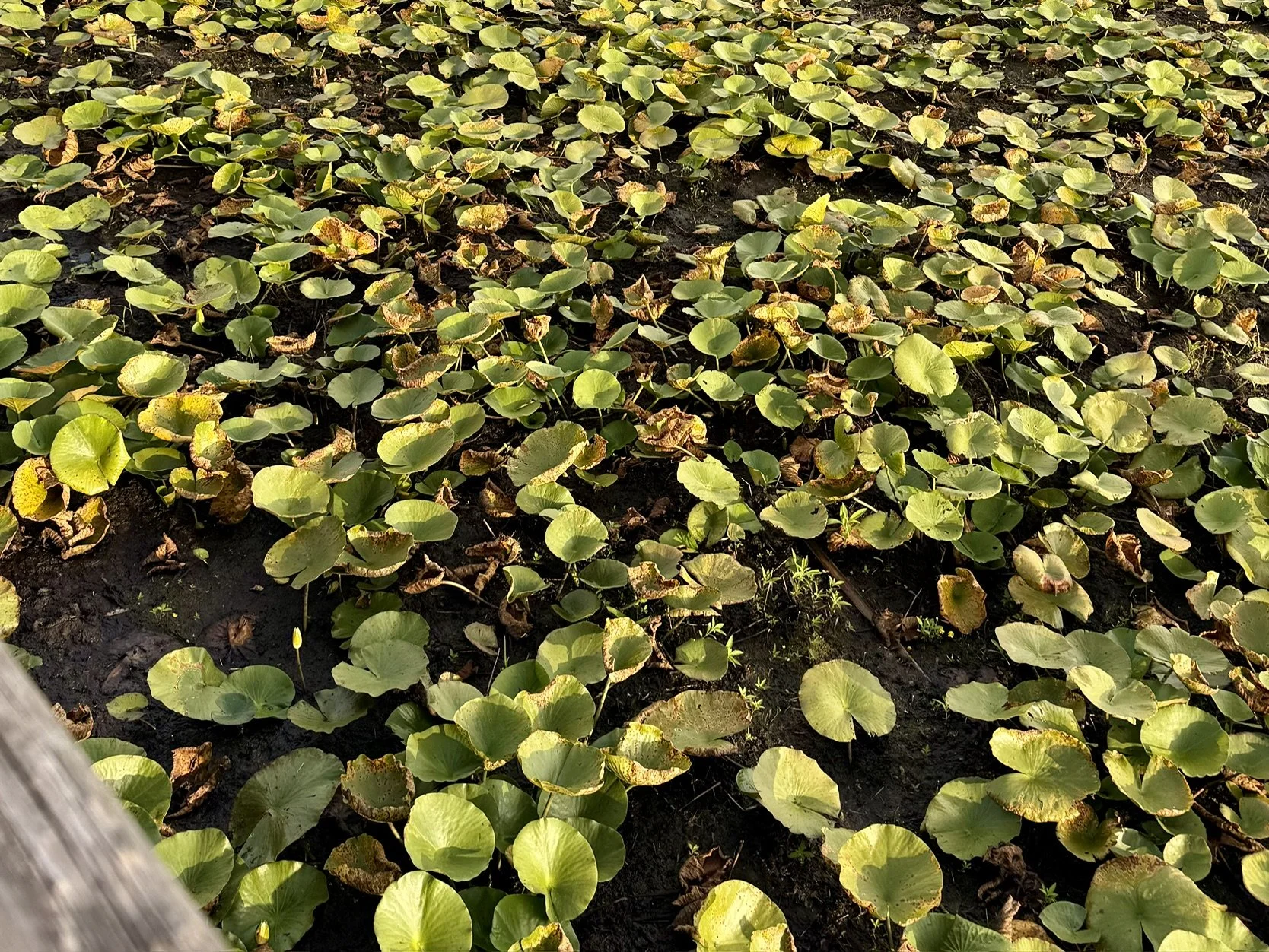 florida-wetlands-drought-environmental-impact.jpeg