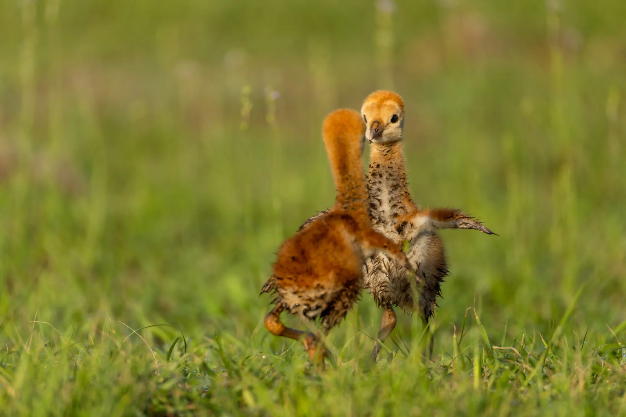 baby-sandhill-cranes-fighting-behavior.jpg