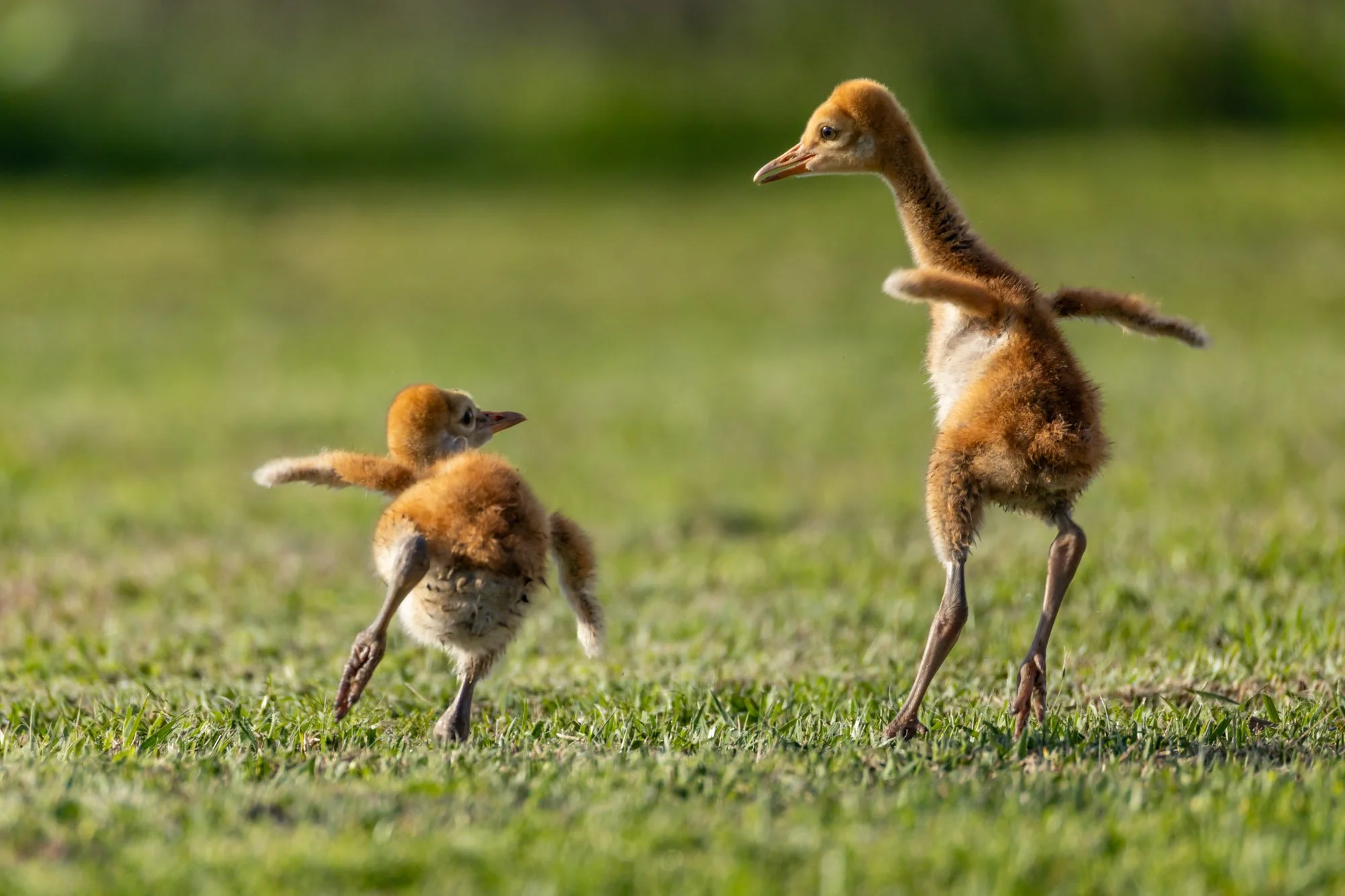 sandhill-crane-colt-chasing-sibling-marsh.jpg