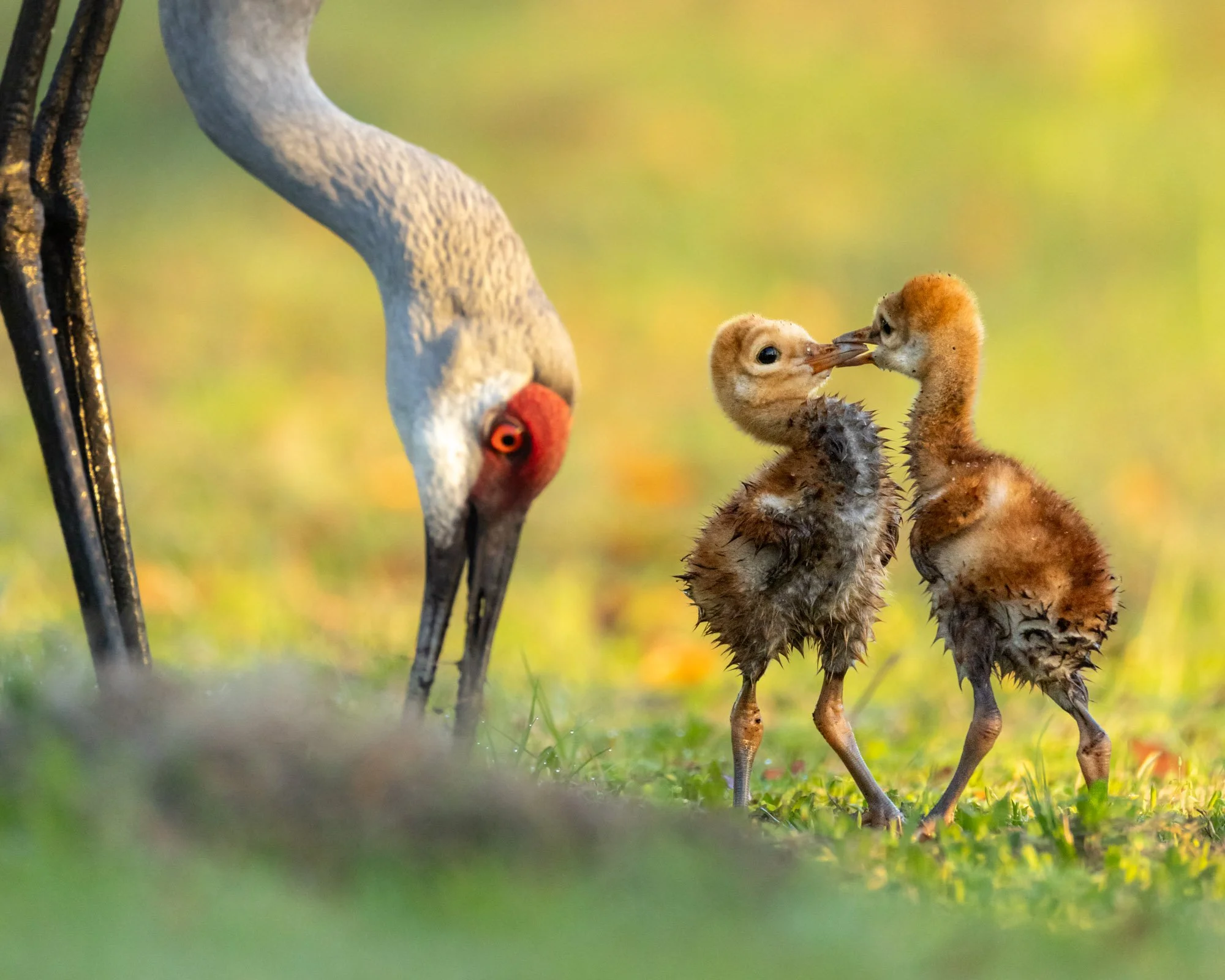 sandhill-crane-colts-sibling-rivalry-florida.jpg