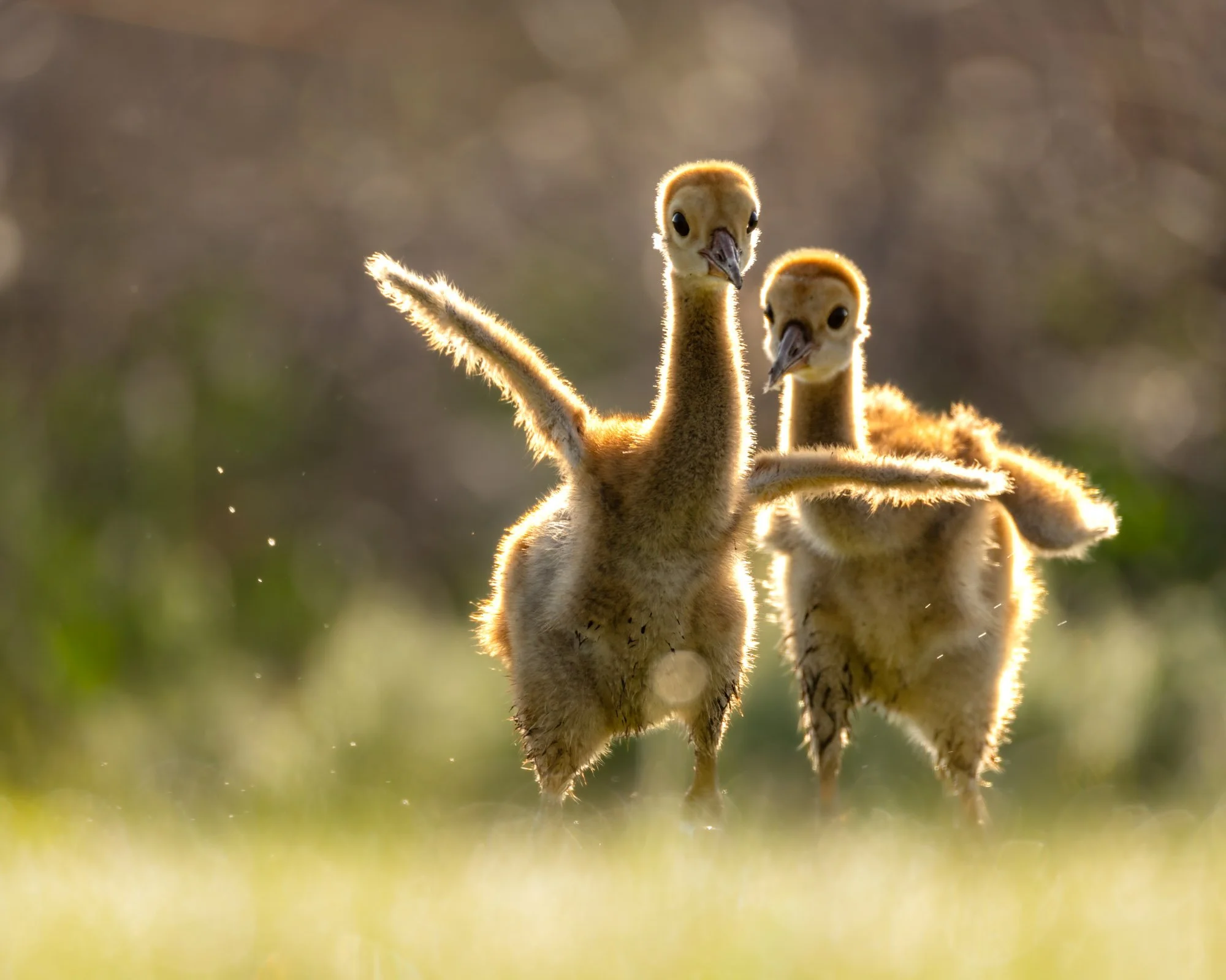 sandhill-crane-colt-chasing-sibling-field.jpg