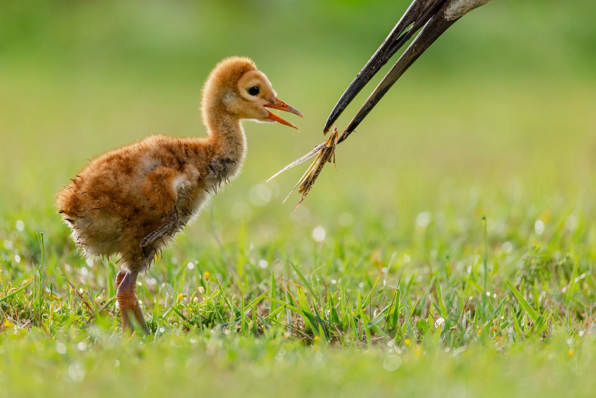 sandhill-crane-colt-eating-grass-hopper.jpg