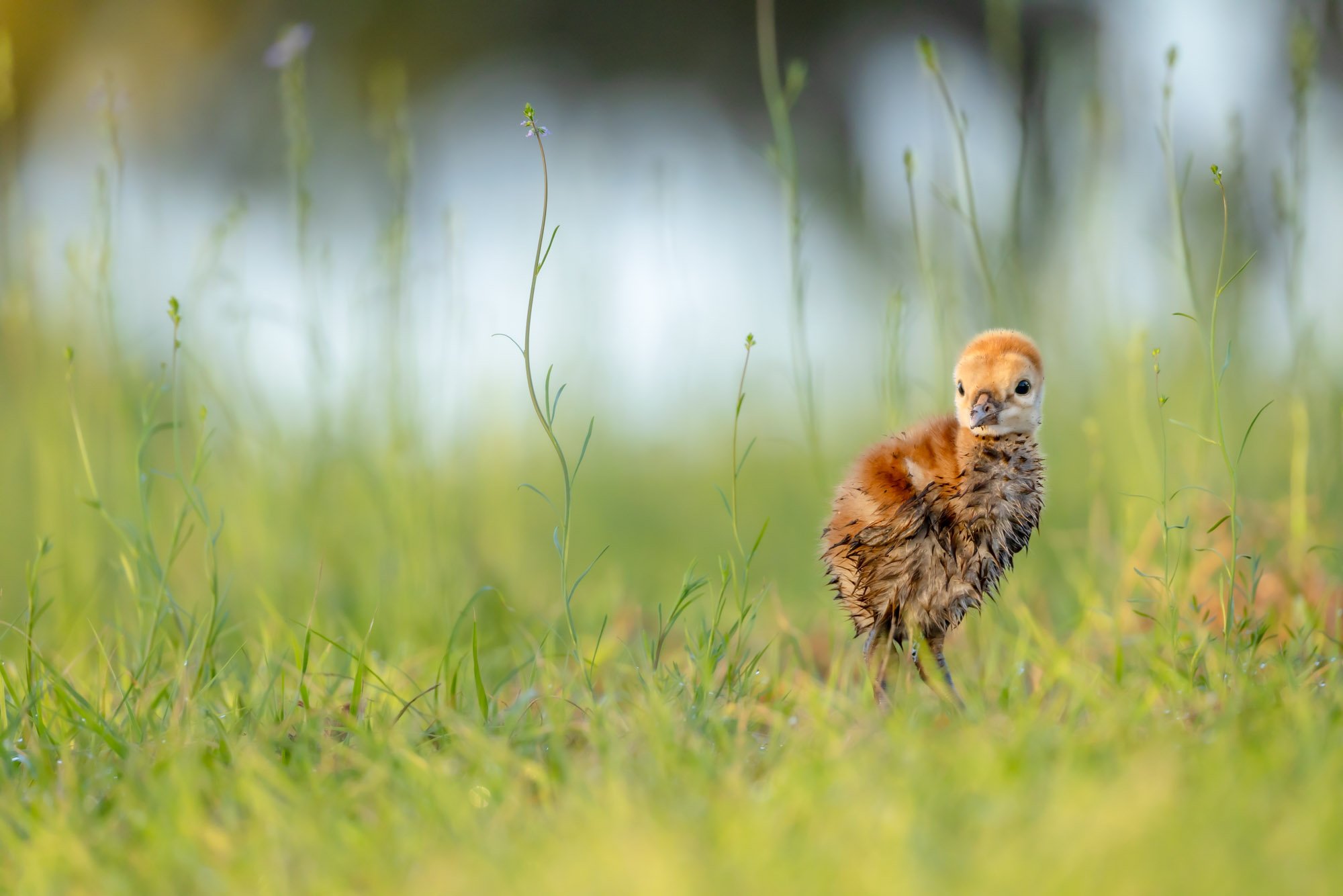 sandhill-crane-colt-flowers-misty-morning.jpg