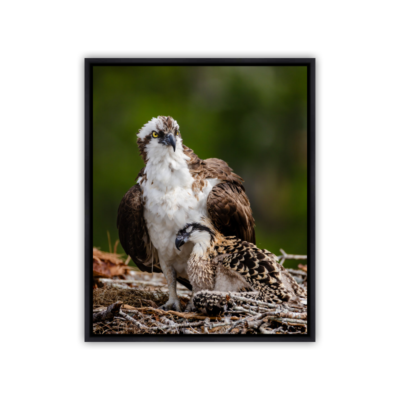An adult Osprey standing protectively over its fluffy chick in a large nest made of sticks.