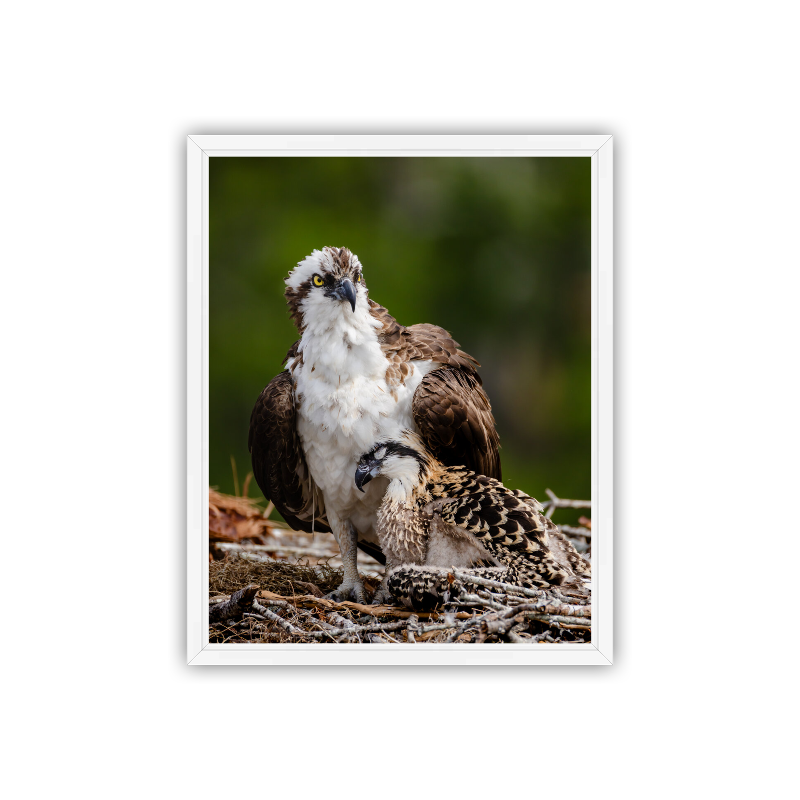 An adult Osprey standing protectively over its fluffy chick in a large nest made of sticks.