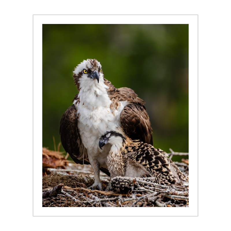 In the Matriarch's Shadow