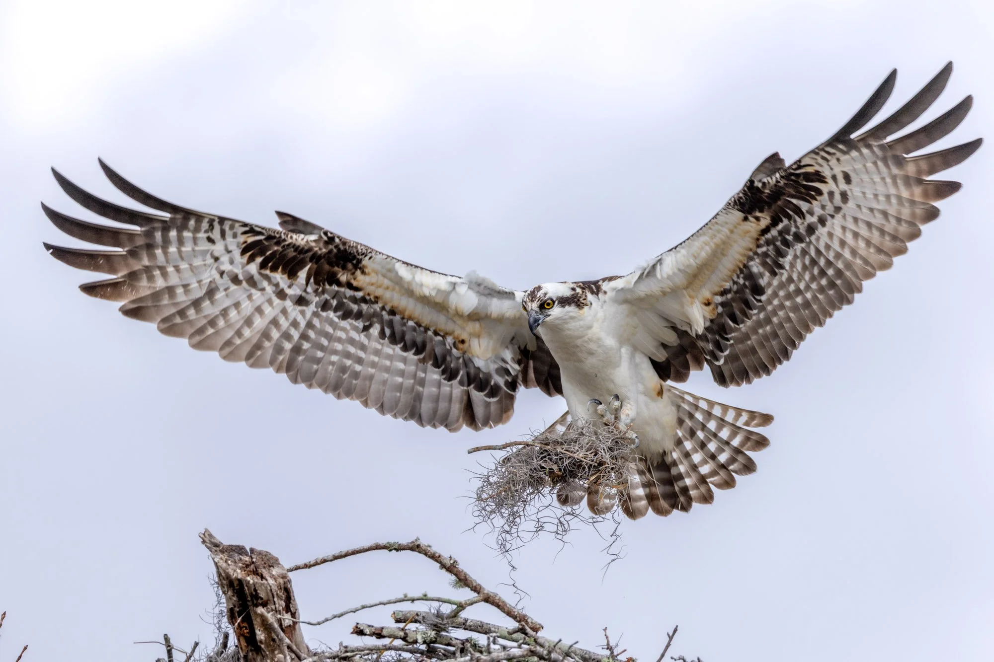 Nest 1.jpg