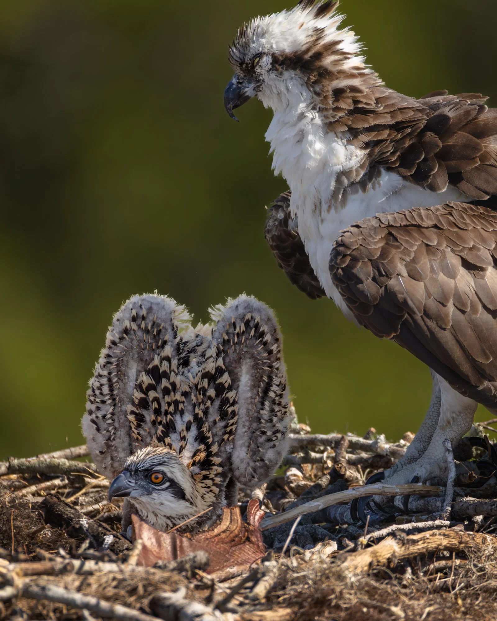 The Osprey Chronicles: 8 Weeks at the Nest