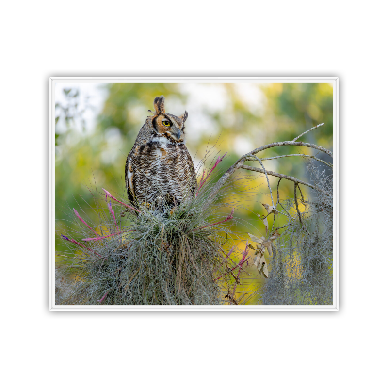 Great Horned Owl with intense yellow eyes, perched regally in a mossy live oak tree right next to a cluster of blooming pink and green wild bromeliads.