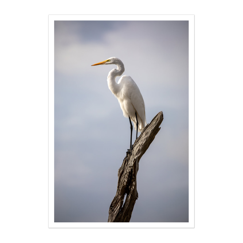 White Plume, Dead Wood