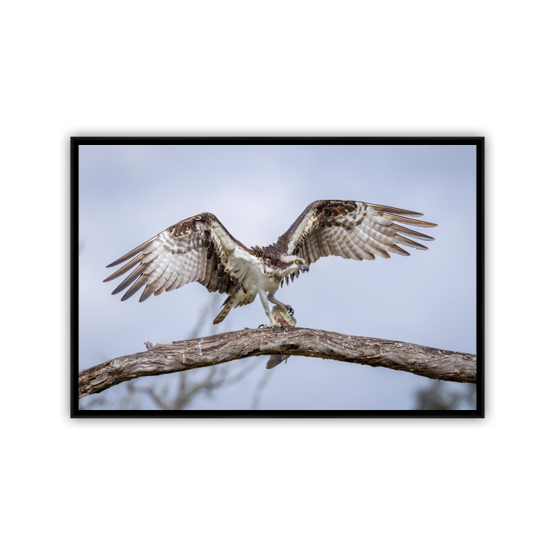 An Osprey with wings wide open balancing on a weathered tree branch on an overcast morning, gripping a large bass tightly in its sharp talons. Printed on metal and displayed in a black float frame.