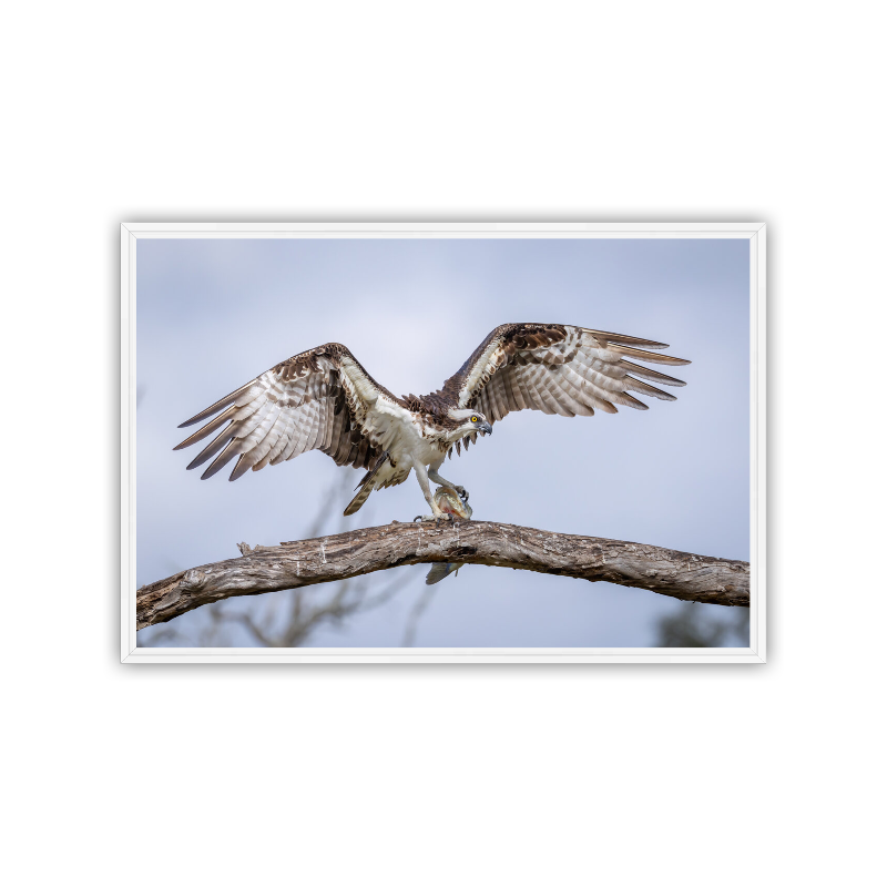 An Osprey with wings wide open balancing on a weathered tree branch on an overcast morning, gripping a large bass tightly in its sharp talons. Printed on metal and displayed in a white float frame.