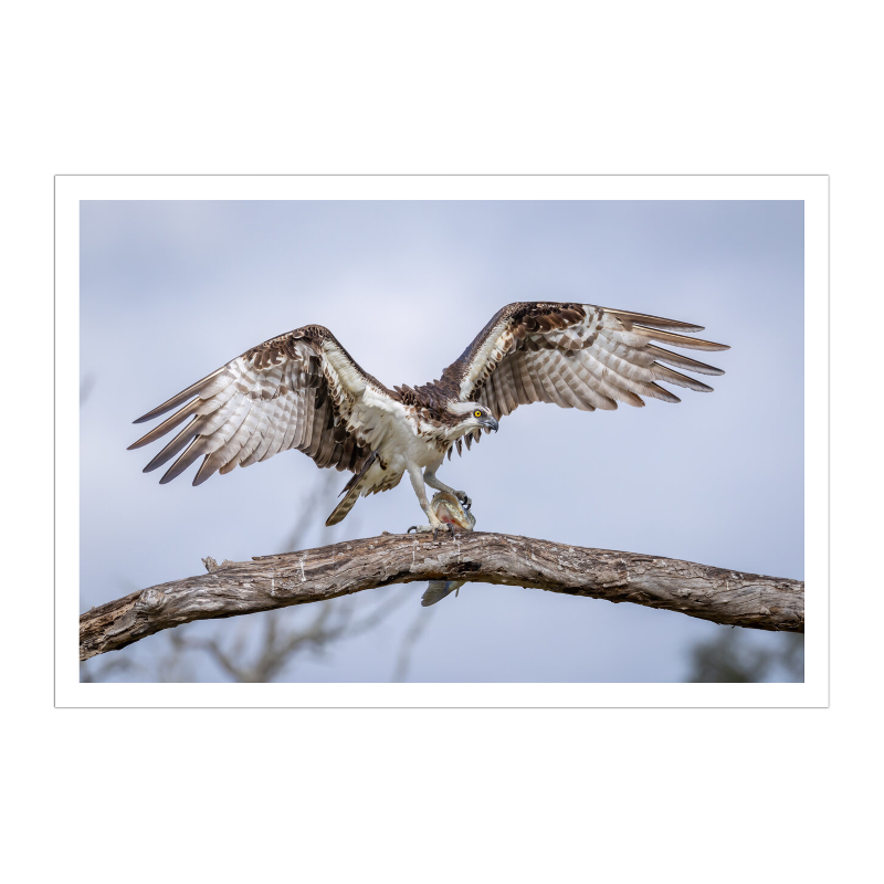 Iron Talons, Silver Prize