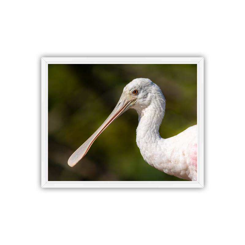 Close-up profile portrait of a young Roseate Spoonbill, showing its pale pink plumage and smooth, light bill, illuminated against a dark green background.