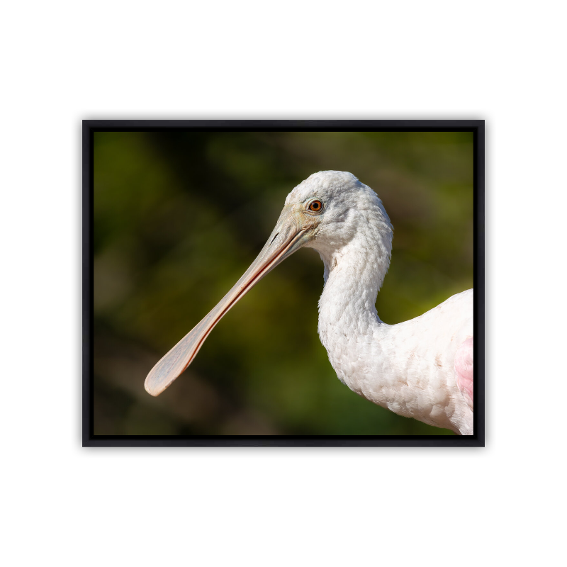 Close-up profile portrait of a young Roseate Spoonbill, showing its pale pink plumage and smooth, light bill, illuminated against a dark green background.