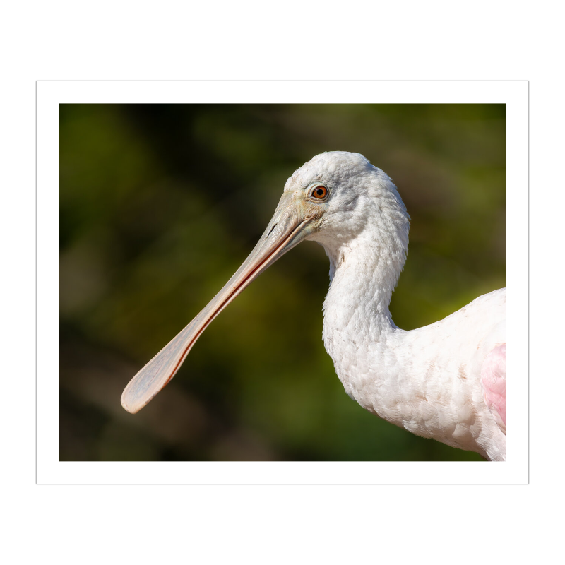 Close-up profile portrait of a young Roseate Spoonbill, showing its pale pink plumage and smooth, light bill, illuminated against a dark green background.