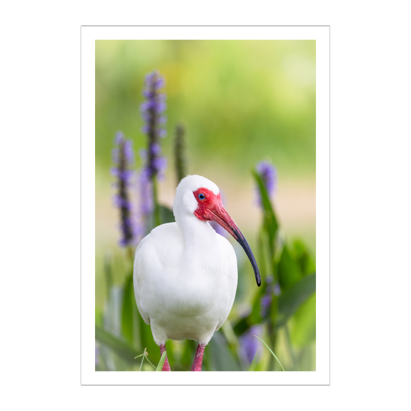 A White Ibis in its vibrant red breeding colors standing amidst a patch of tall, purple pickerelweed flowers.
