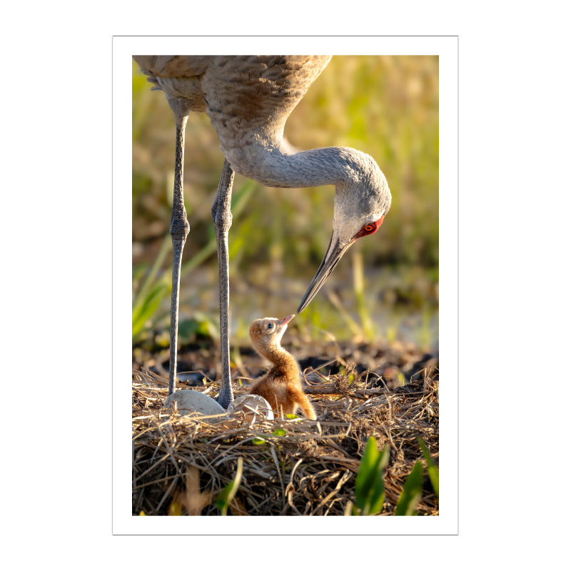 Lineage of the Wetlands