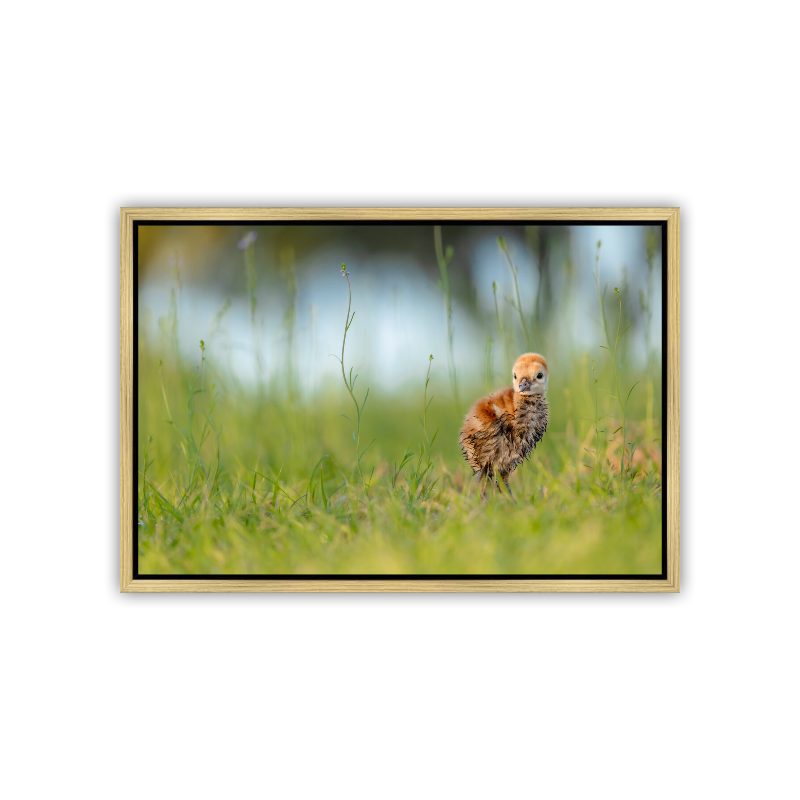A tiny, golden-brown, fluffy Sandhill Crane chick standing nestled among tall green grass blades and elegant, curling stems of wild purple flowers.
