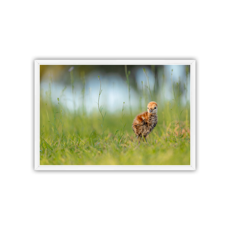 A tiny, golden-brown, fluffy Sandhill Crane chick standing nestled among tall green grass blades and elegant, curling stems of wild purple flowers.