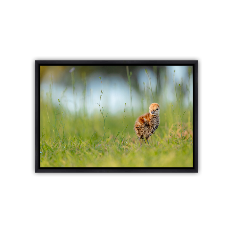 A tiny, golden-brown, fluffy Sandhill Crane chick standing nestled among tall green grass blades and elegant, curling stems of wild purple flowers.