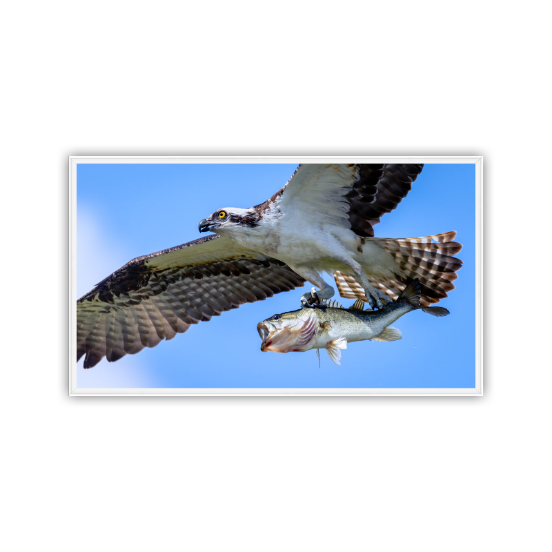 An Osprey in tight, full flight across a bright blue sky, gripping a large bass head-first in its talons printed on Metal and displayed in a sleek white frame.