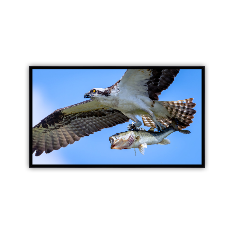 An Osprey in tight, full flight across a bright blue sky, gripping a large bass head-first in its talons printed on Metal and displayed in a sleek black frame.