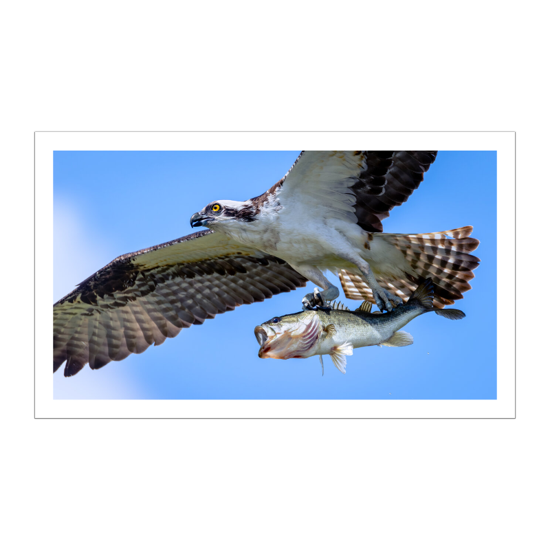 An Osprey in tight, full flight across a bright blue sky, gripping a large bass head-first in its talons.