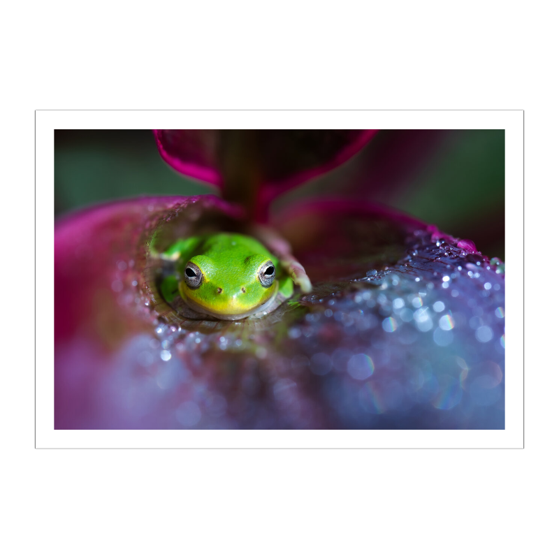 Emerald and Pearls