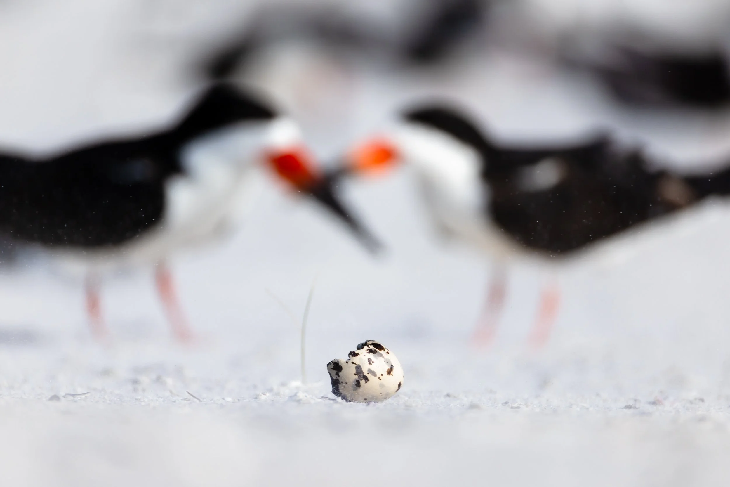 sarasota-black-skimmer-nesting-egg.jpg
