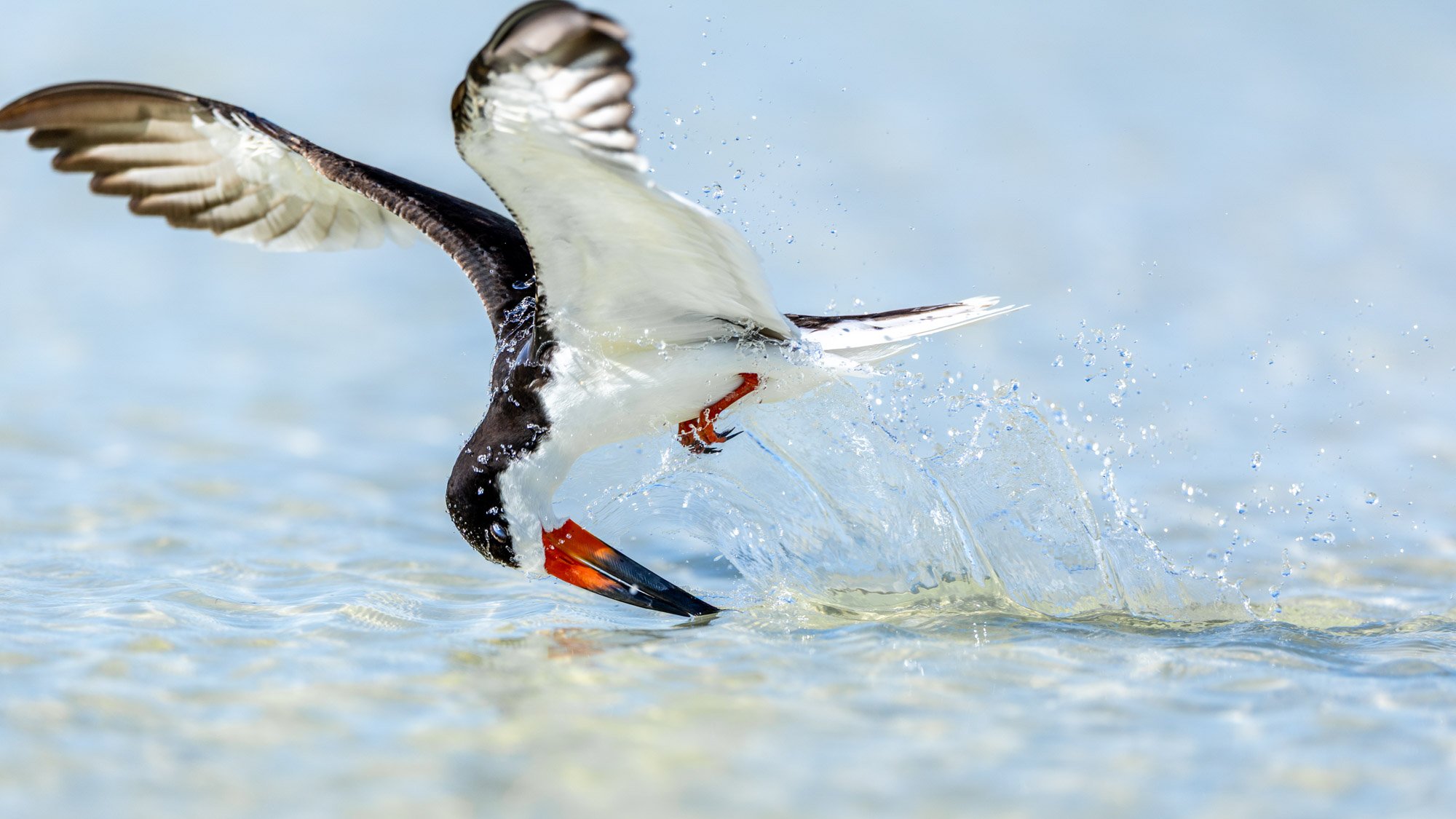 black-skimmer-skimming-sarasota-shor.jpg
