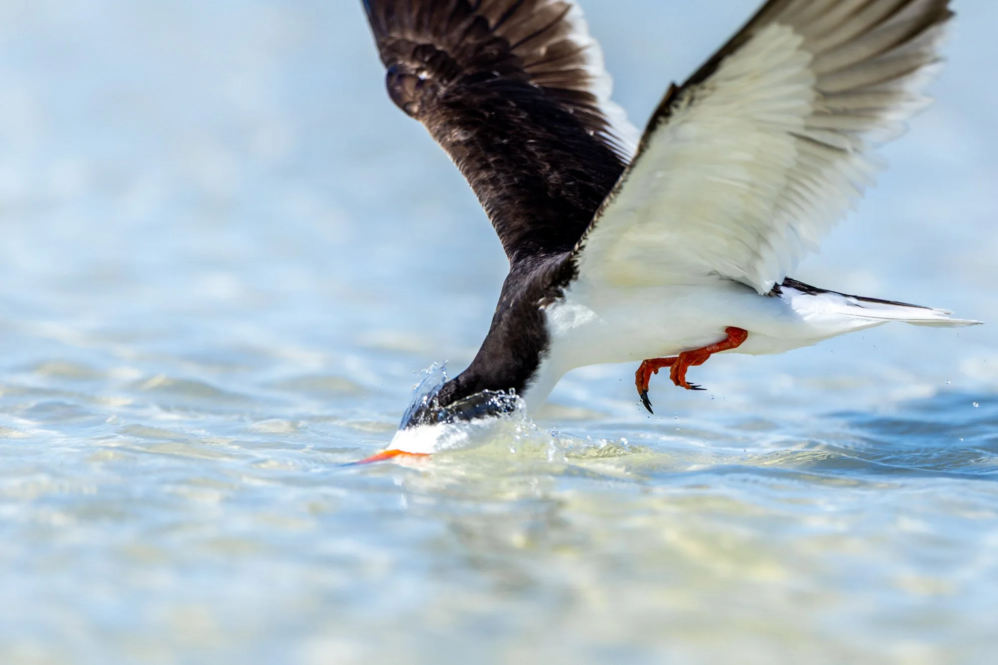 black-skimmer-skim-feeding-action.jpg