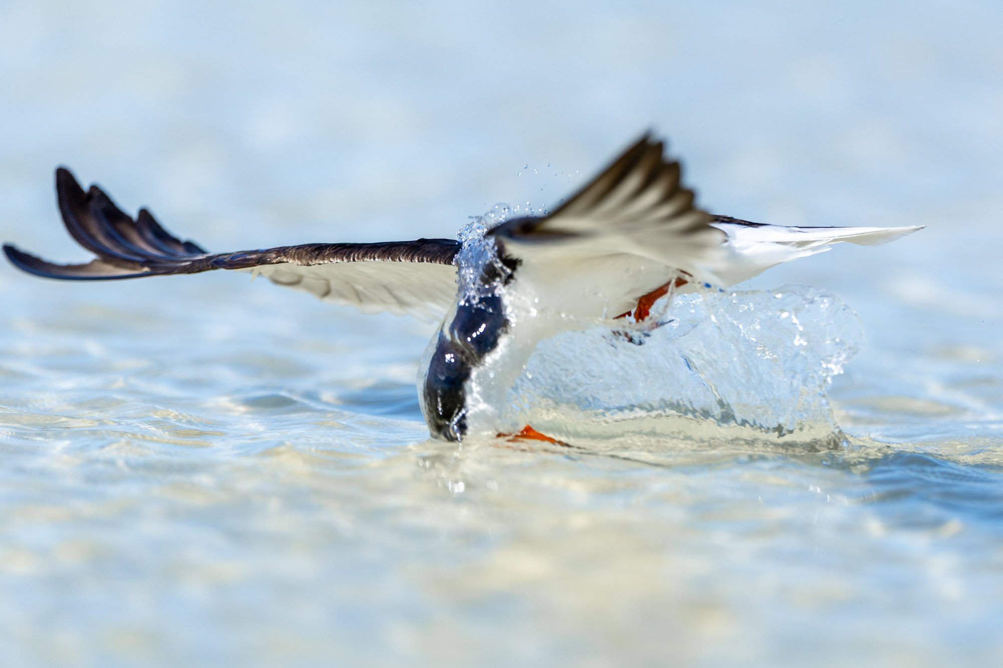 black-skimmer-skimming-water-fine-art-landscape.jpg