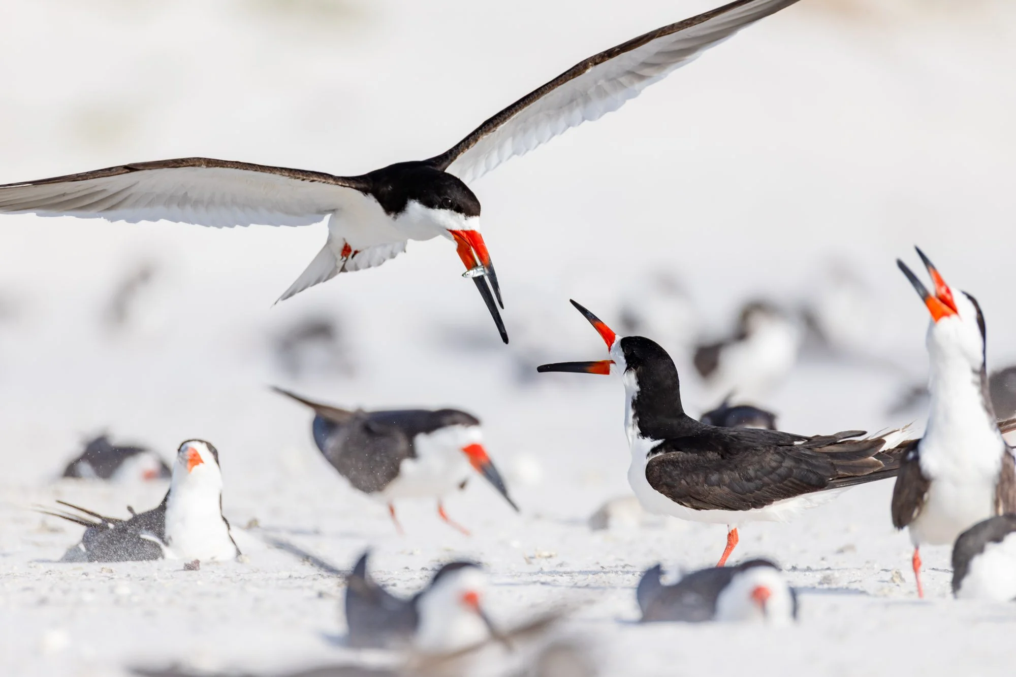 black-skimmer-colony-landing-behavior-sarasota.jpg