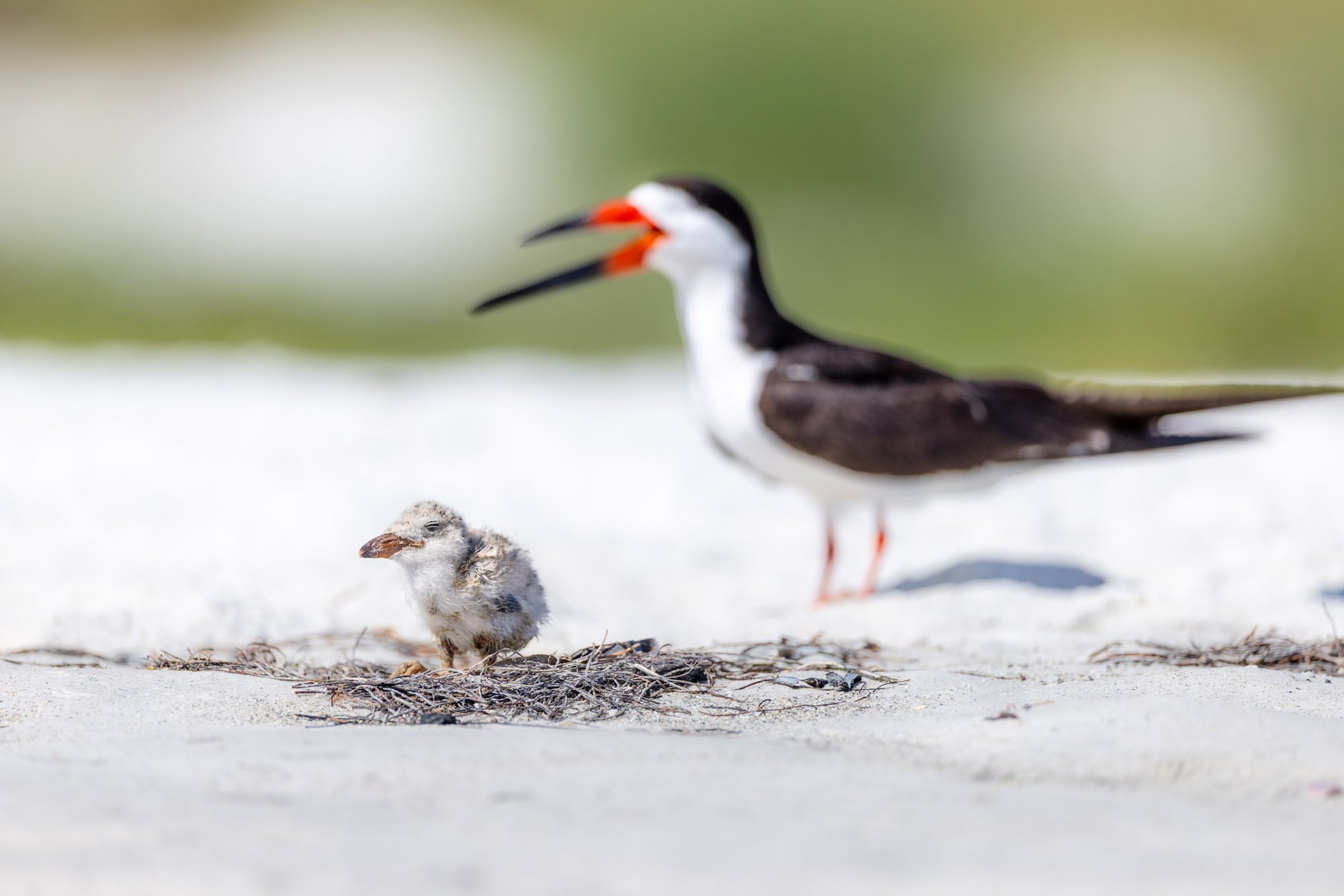 black-skimmer-chick-parent-sandy-beach.jpg