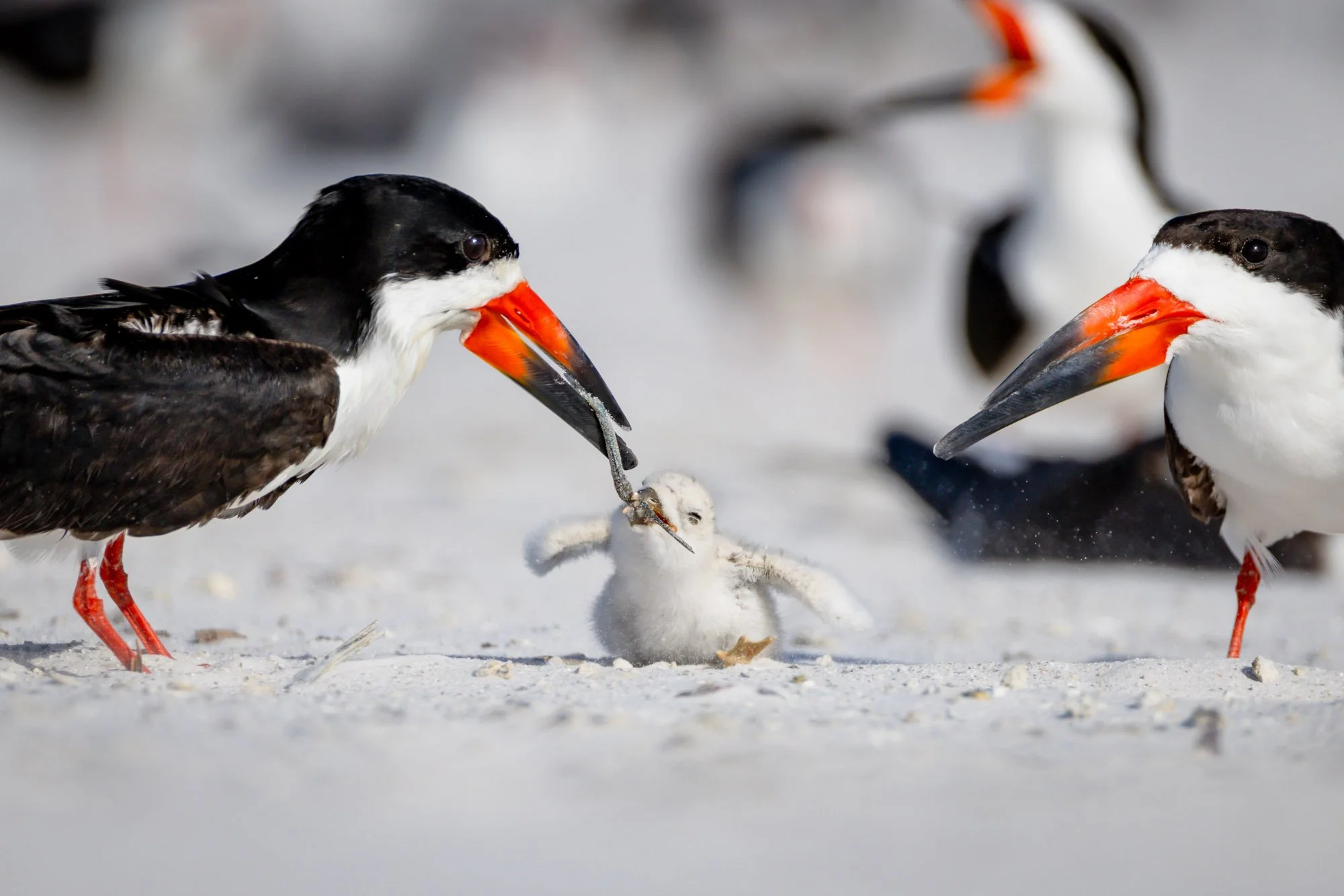 black-skimmer-parent-feeding-chick-sarasota-beach.jpg