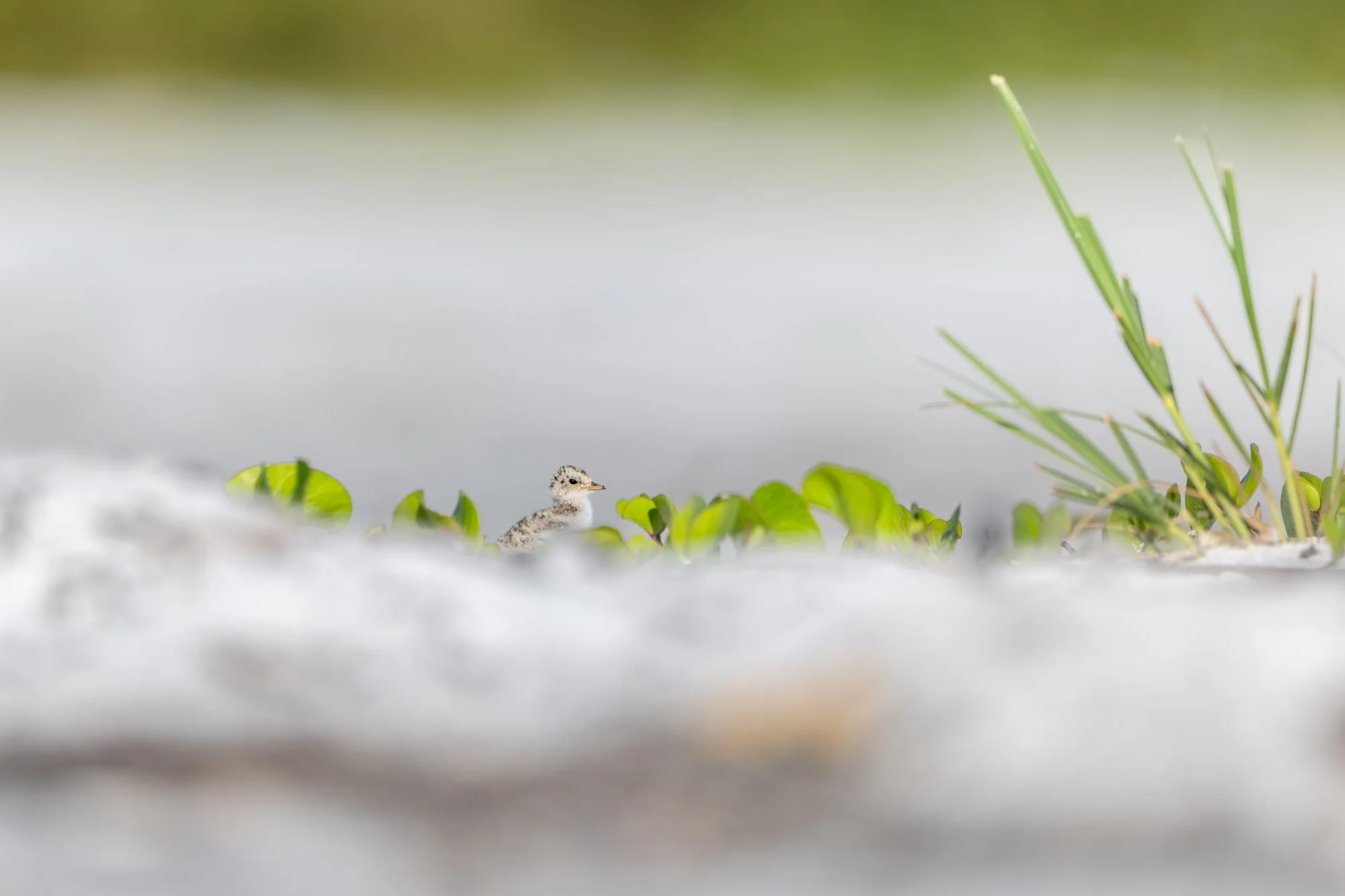 least-tern-chick-camouflaged-beach-nesting-colony.jpg