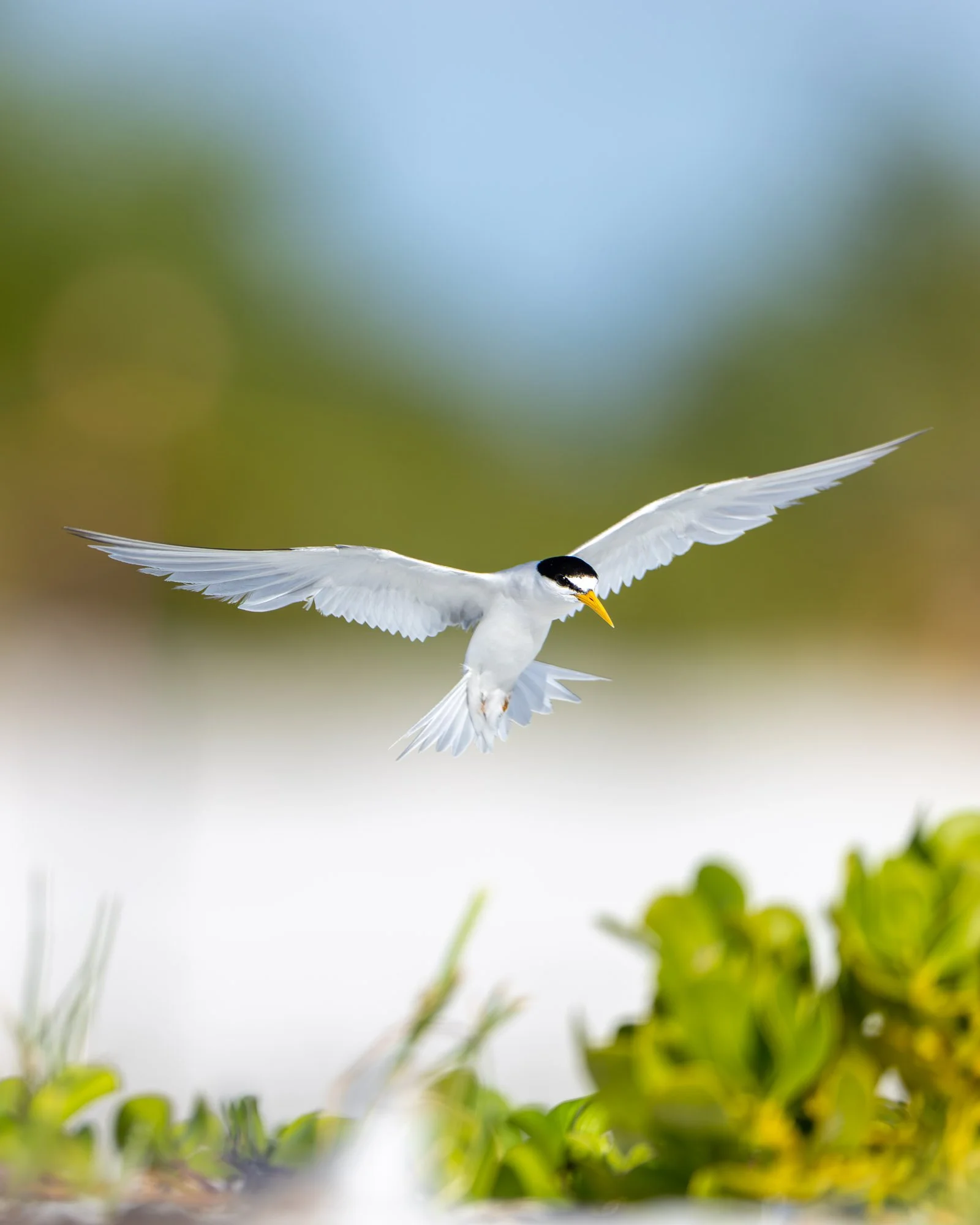 least-tern-in-flight-coastal-florida-wildlife.jpg
