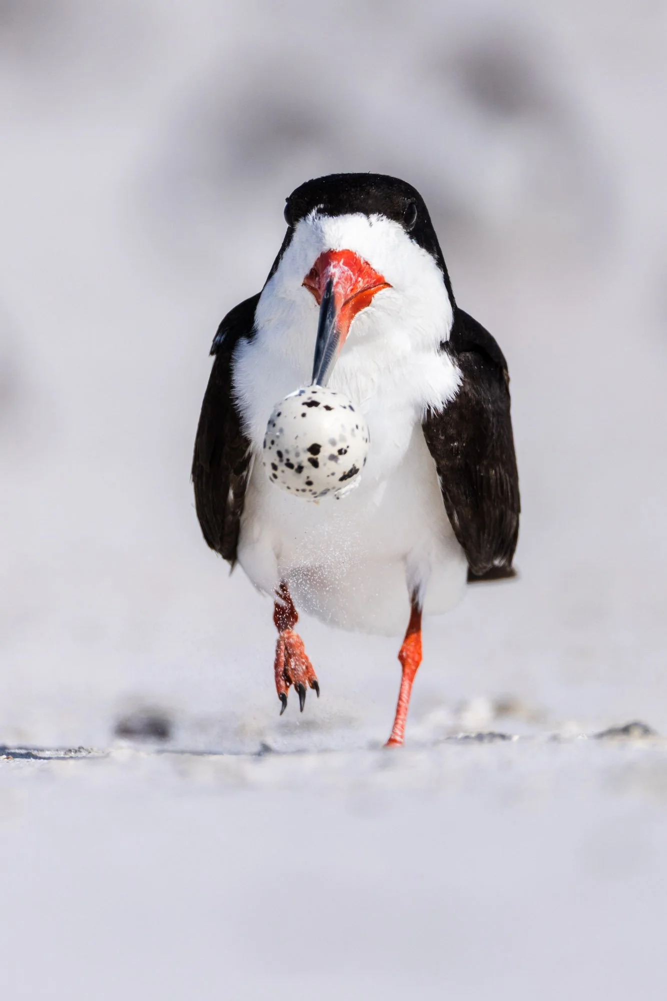 black-skimmer-carrying-egg-fine-art-print.jpg