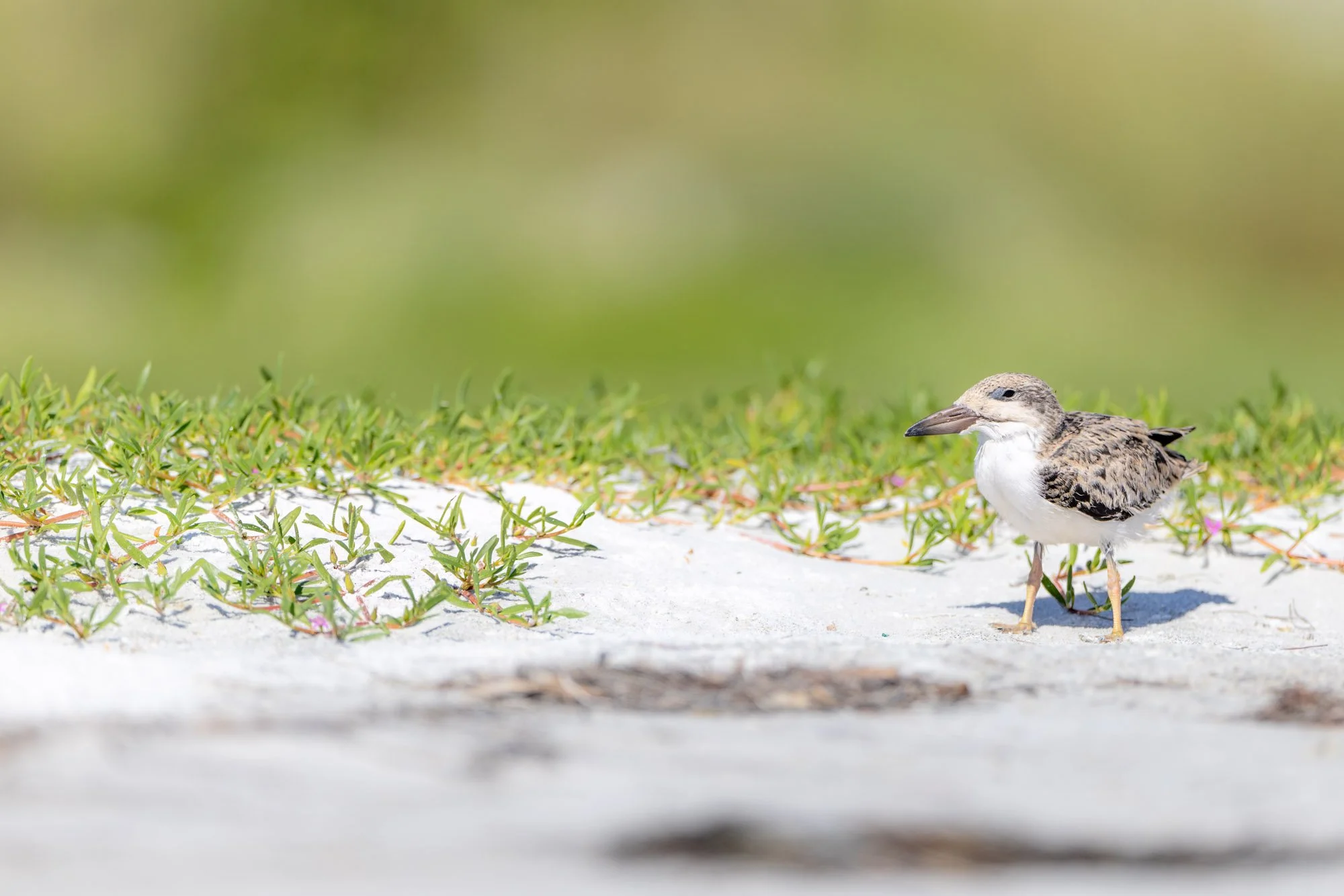 black-skimmer-chick-dunes-sarasota-wildlife.jpg