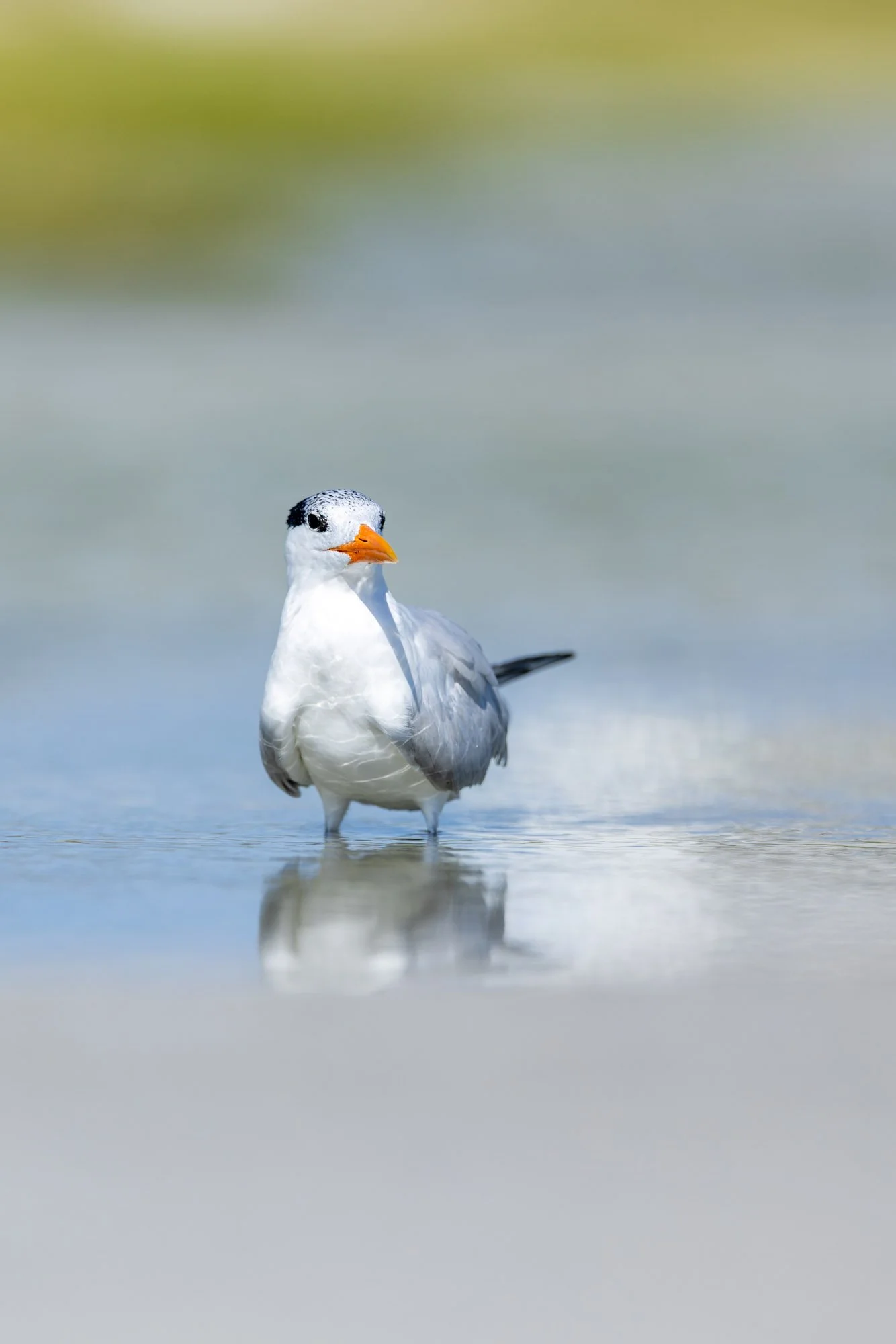 royal-tern-bathing-shallow-tide-pool.jpg