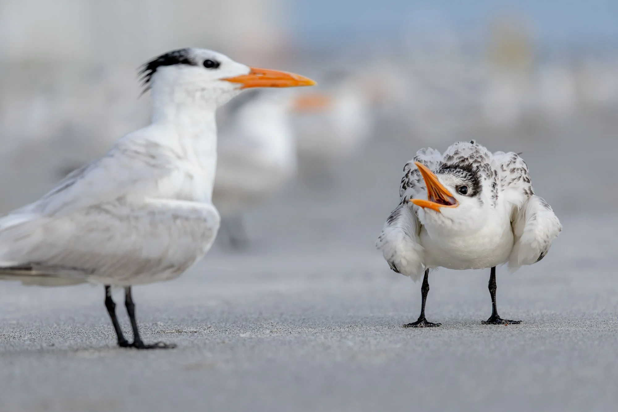 Royal-tern-chick-begging-adult-beach.jpg