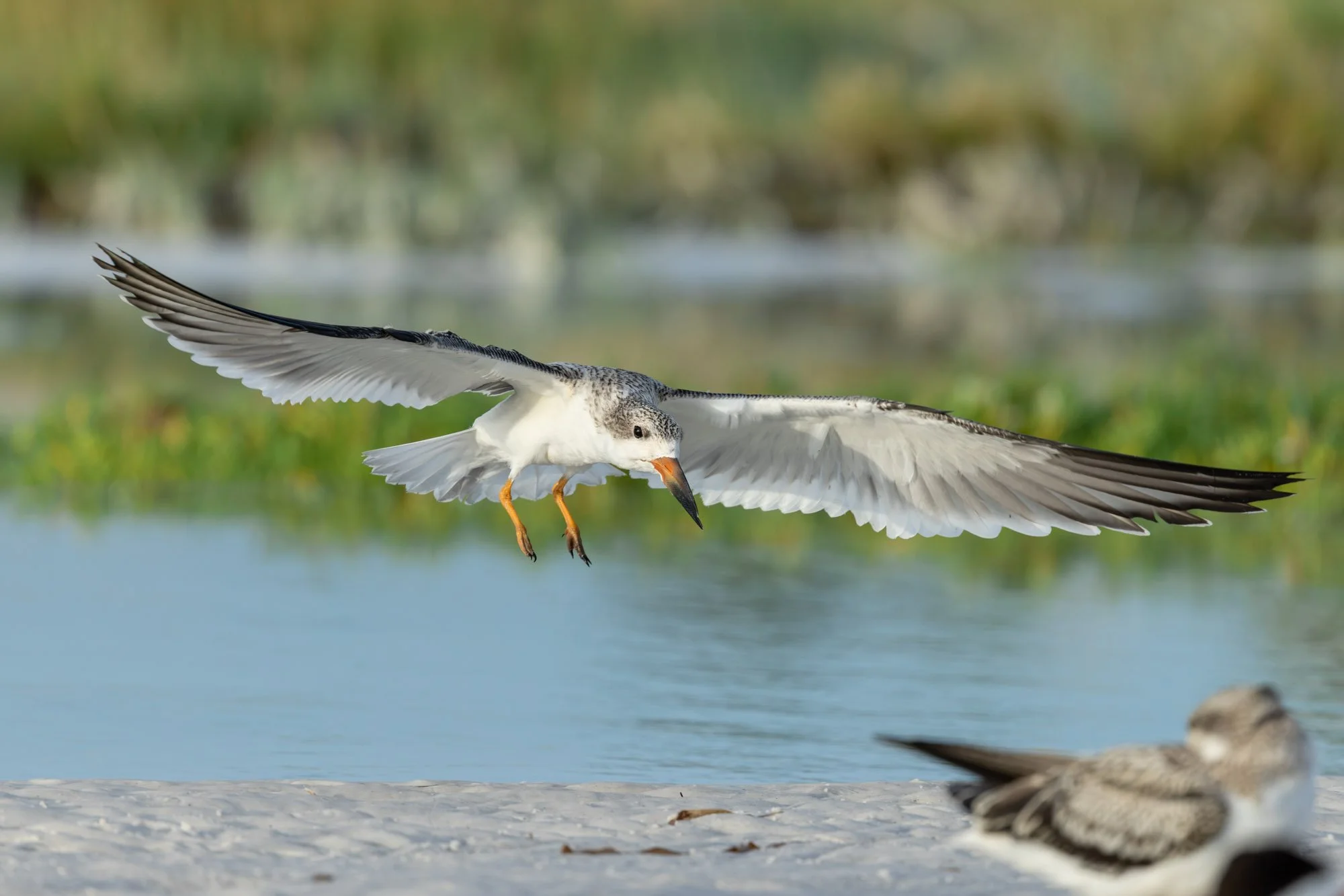 juvenile-black-skimmer-in-flight-coastal.jpg