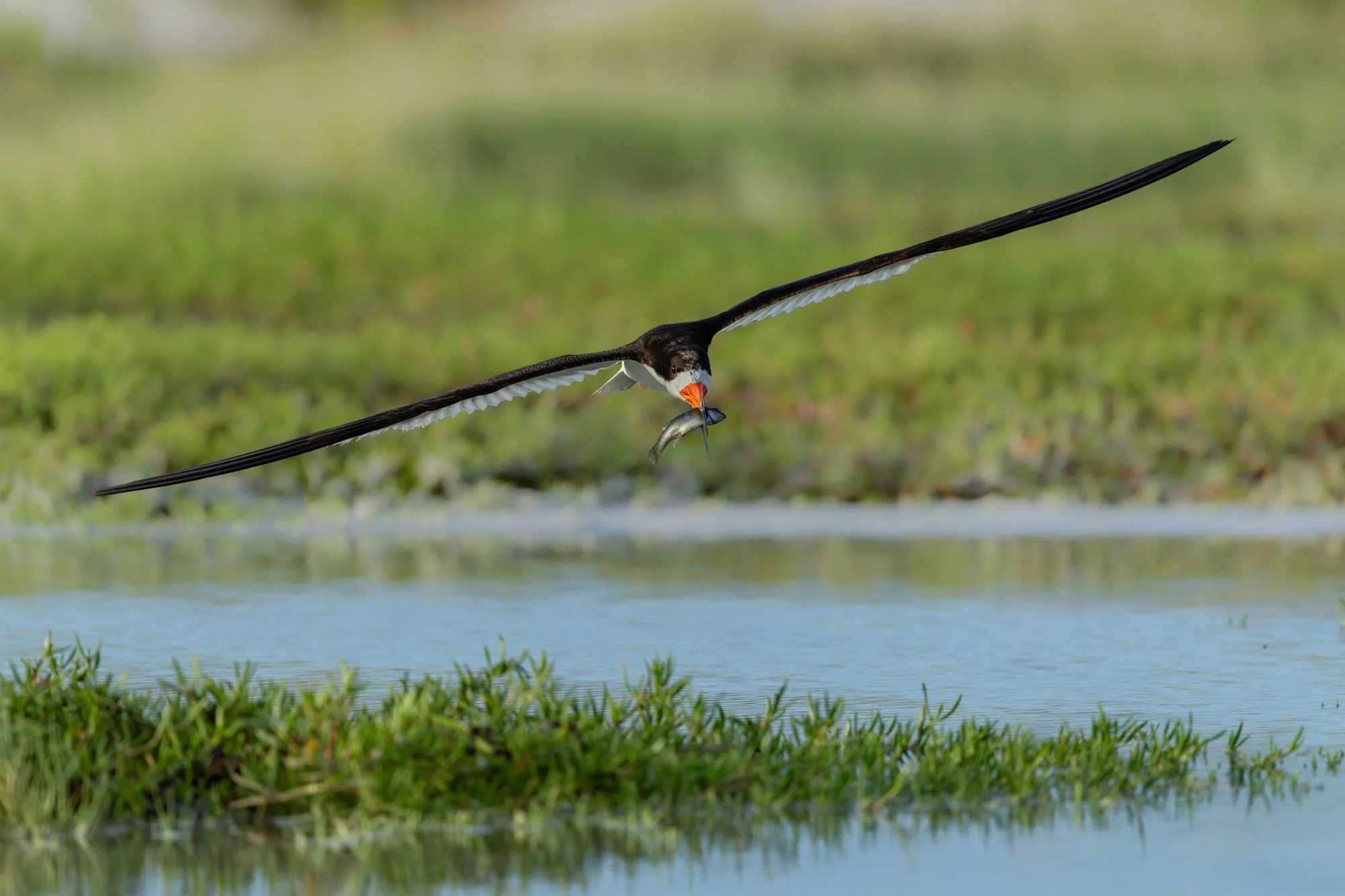 black-skimmer-flying-direct-at-camera-with-fish.jpg