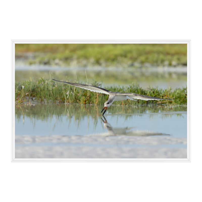 juvenile-black-skimmer-skimming-coastal-beach-fine-art-print.png