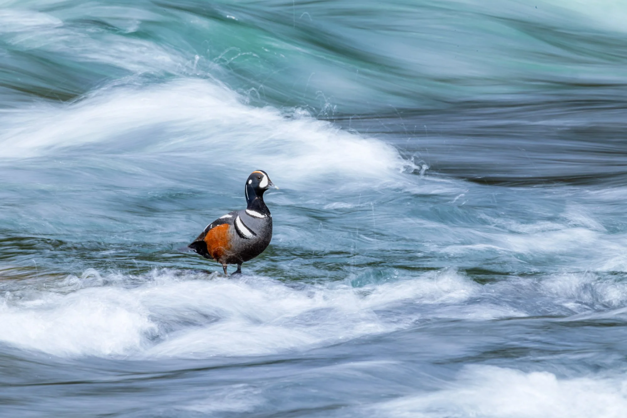 Lehardy rapids_harlequin_duck_long_exposure.jpg