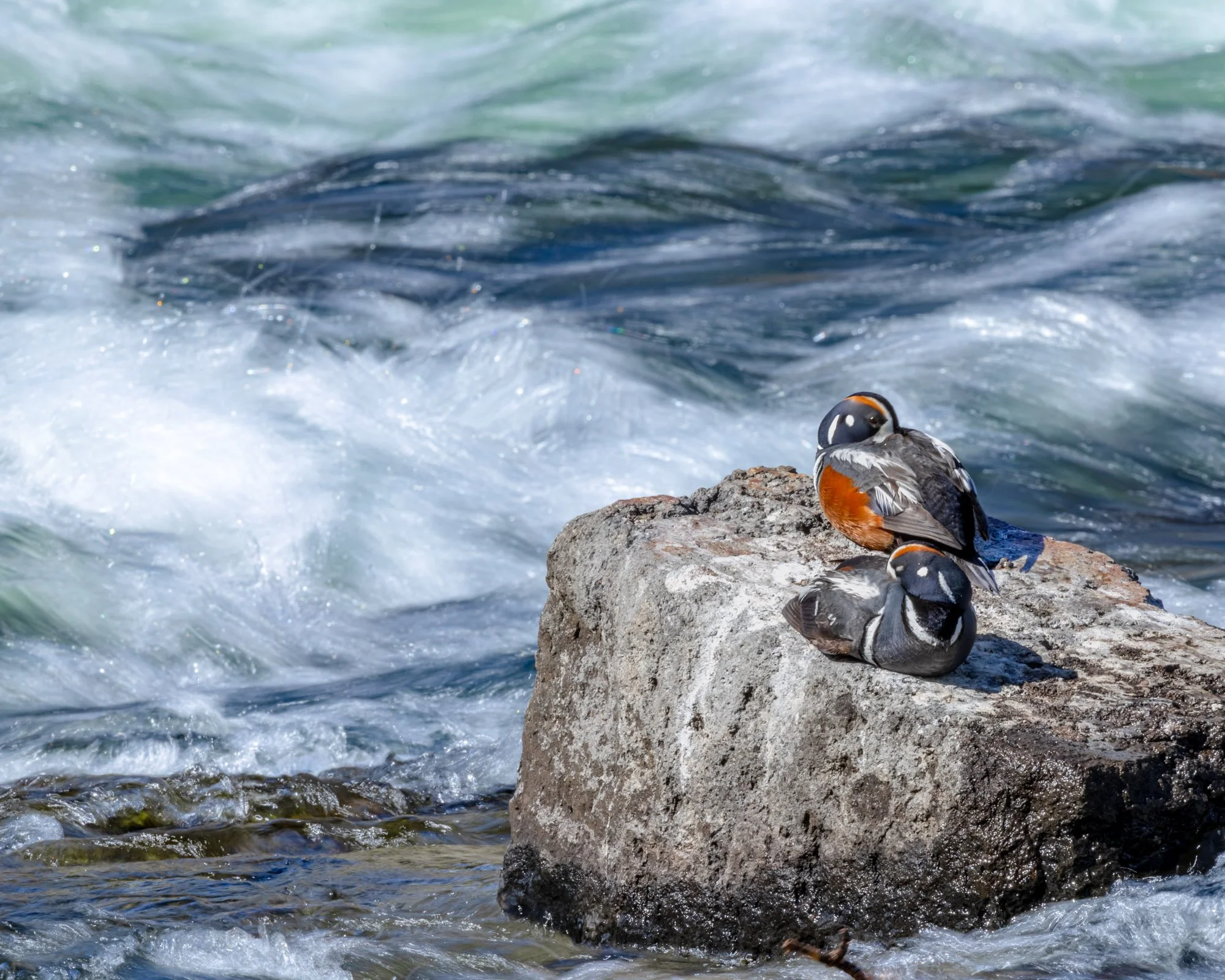 Lehardy rapids-harlequin_ducks_photography.jpg