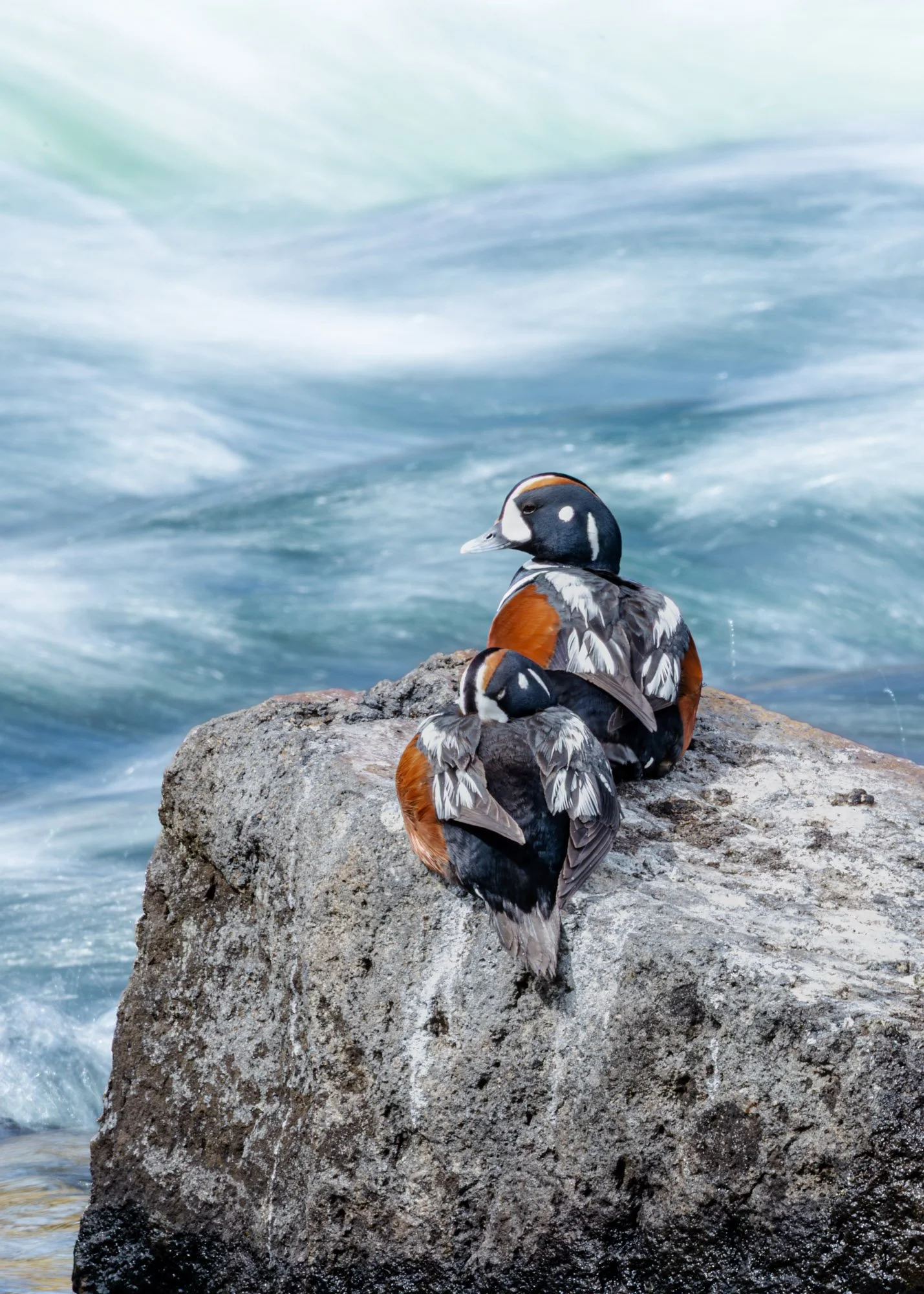 Lehardy_rapids_yellowstone_harlequin_ducks.jpg